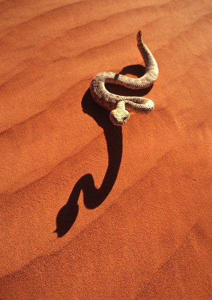 A Sidewinder Rattlesnake In The Desert