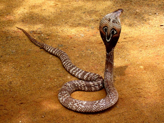 Information about Snake Anatomy
