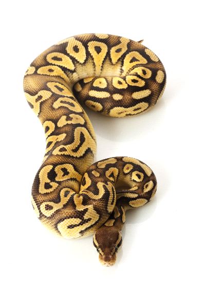 Piton_real_Python_Regius_600