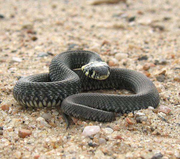 Black Snake On Alert