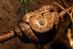 Brown Twine Of Boa Constrictor