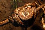 Brown Twine Of Boa Constrictor Brown Twine Of Boa Constrictor