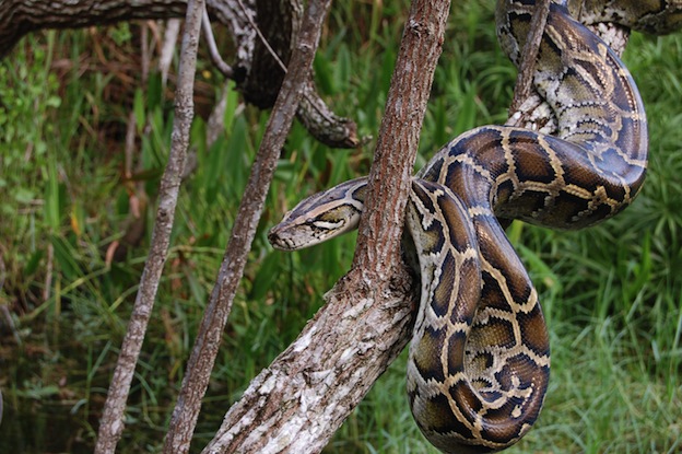 Burmese Python, a Vulnerable species