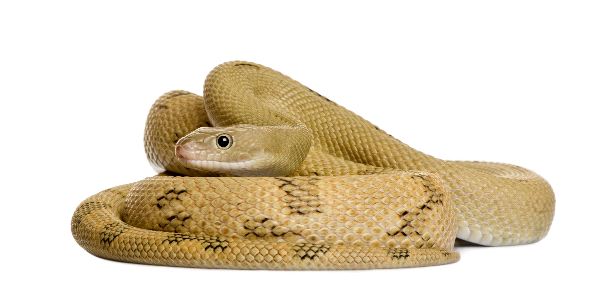 Vibora_ratonera_Bogertophis_Subocularis_600