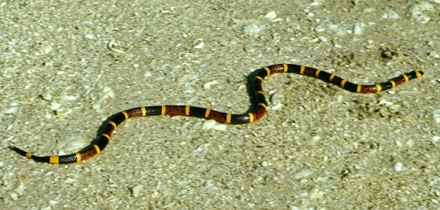 Eastern coral snake or common coral snake