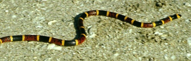Serpiente de Coral Oriental