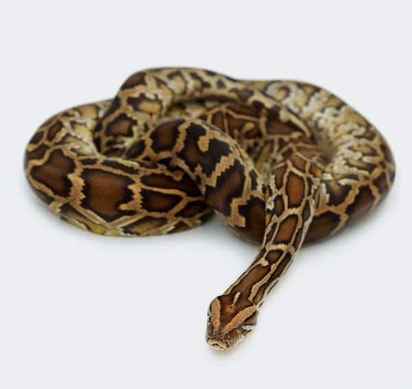 Curled Reticulated Python