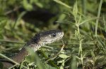 Dangerous Black Mamba Dangerous Black Mamba