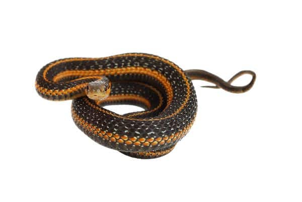 Garter Snake Preparing For Jump