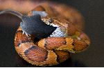 Serpiente Mascota Comiendo Un Roedor