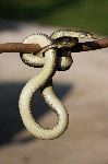 Snake Hanging