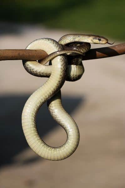 Snake_Hanging_600
