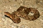 Venomous Copperhead Snake