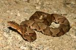 Venomous Copperhead Snake Venomous Copperhead Snake