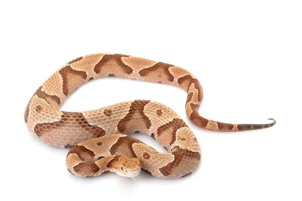 Venenosa_serpiente_cabeza_de_cobre_Agkistrodon_Contortrix_600
