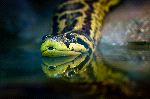 Yellow Anaconda Entering a Swamp