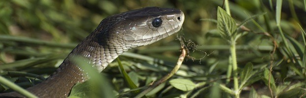 Black Mamba