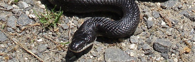 Black Rat Snake