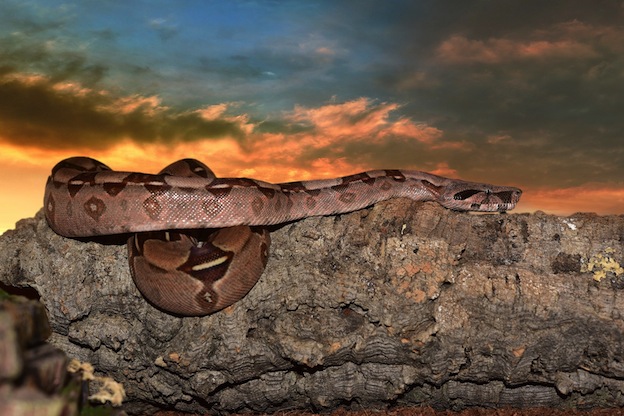 facts about Boa constrictor