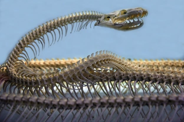 Anatomía interna y externa de las serpientes.