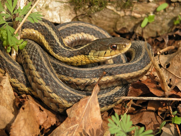 Características de la serpiente de liga.