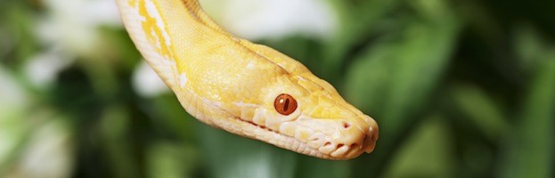 Hábitat y Distribución de las Serpientes