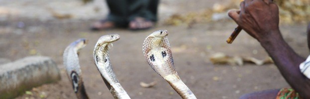 Humans and Snakes