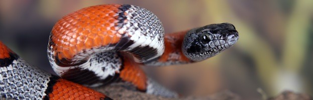 Snake Pictures
