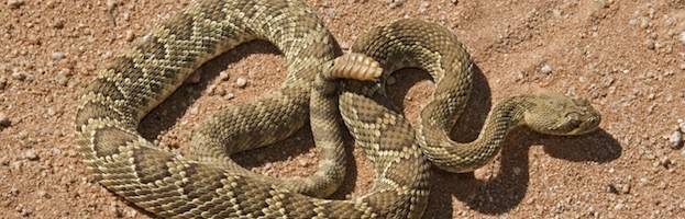 Serpiente de Cascabel
