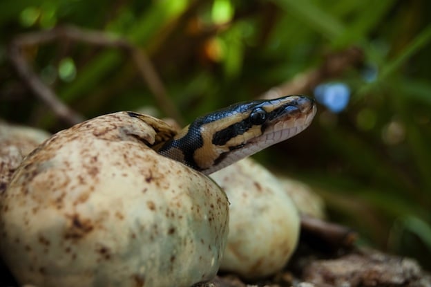 Snake Mating Process