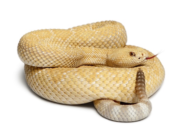 Learn about snake species